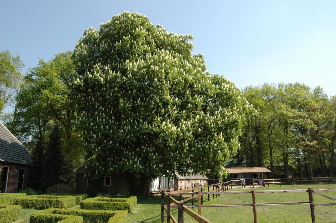 אנסחדה Erve Het Roolvink Boerderij Appartementen 40-50 M2 מראה חיצוני תמונה